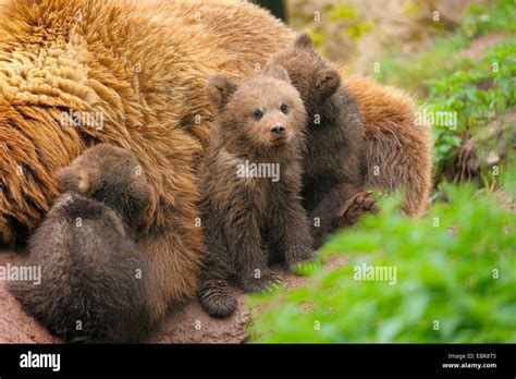 European Brown Bear Ursus Arctos Arctos Mother With Cups Germany