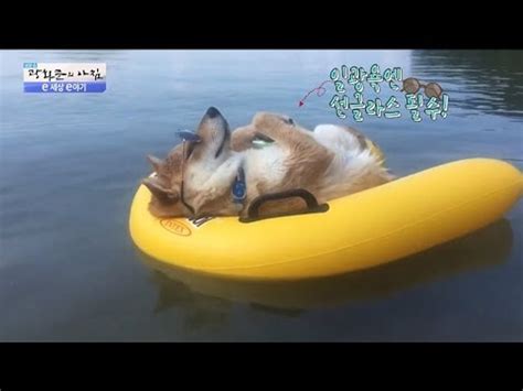 이 녀석 물건일세 일광욕 즐기는 개 광화문의 아침 297회 20160817 동영상 Dailymotion