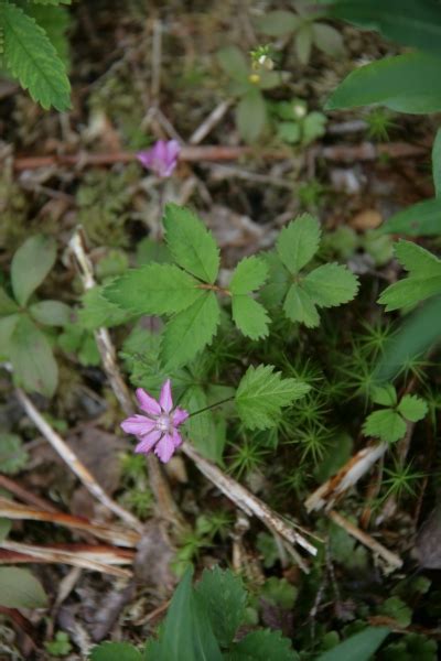 Rubus arcticus - L.