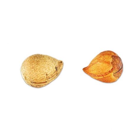 Лавровишня лекарственная