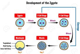 Zygote | Definition, Formation and Examples
