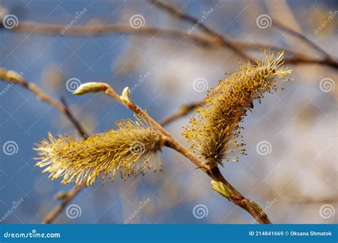 Branch Of Pussy Willow Tree With Tiny Fluffy Blossom Catkin In Early