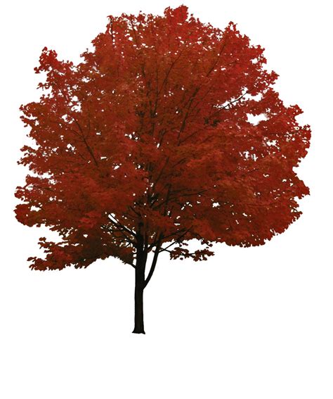 Download Red Tree transparent PNG