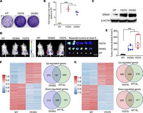 JCI Insight Targeting ESR1 Mutationinduced Transcriptional Addiction