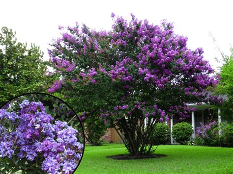 The Top 5 Purple Flowering Trees