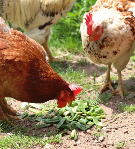 Can Chickens Have Canned Green Beans at Skye Zepps blog