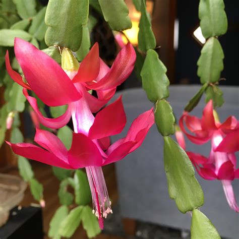 Christmas Cactus in Bloom : r/IndoorGarden