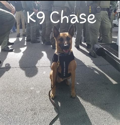 Chicago Police Department Chicago Police Canine Unit 341 Facebook
