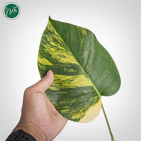 Monstera Aurea Marmorata Variegated Cutting Rare Uniqe Plant Etsy