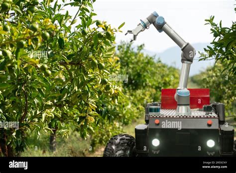 Autonomous Robot Harvester With Robotic Arm Harvesting Fruits On A