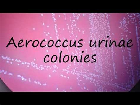 Aerococcus Urinae: The Most Up-to-Date Encyclopedia, News, Review ...