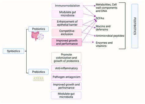 Synbiotics Are Essentially A Combination Of Probiotics And Prebiotics