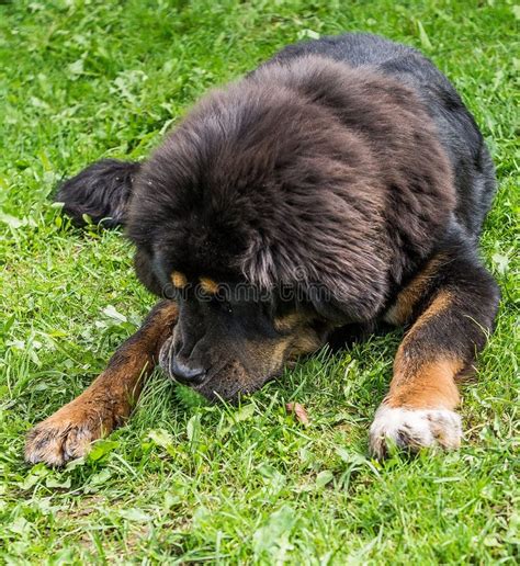 tibetan mastiff puppy stock image image  nomads