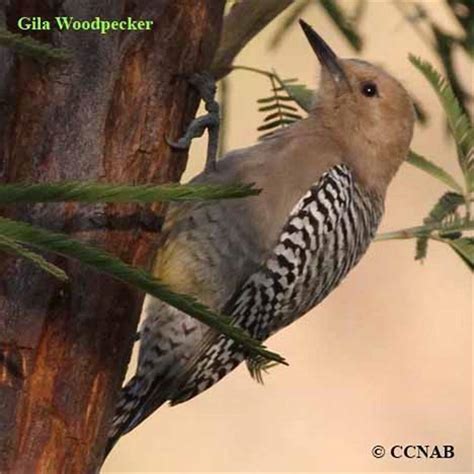 Why Is The Gila Woodpecker Endangered Diy Seattle