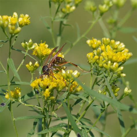 Prairie Future Seed Company. Grass-Leaved Goldenrod - Plant