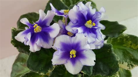 Удобрения для фиалок| Секрет шапочного цветения фиалок - YouTube