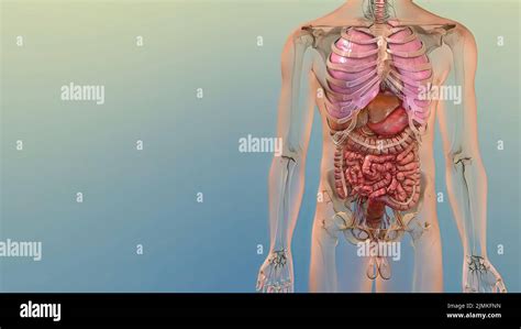 Menschliche Anatomie Innere Organe Fotos Und Bildmaterial In Hoher