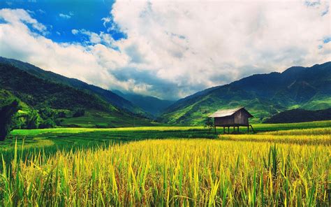 30+ Hình nền cánh đồng lúa quê hương thơ mộng tuyệt đẹp - Hà Nội Spirit ...