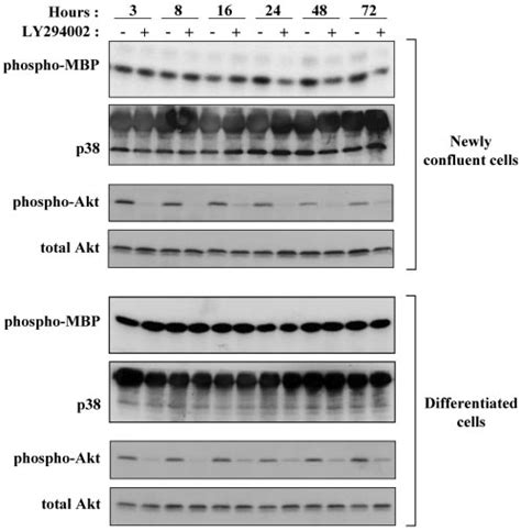 Pi K Inhibition Interferes With Akt Phosphorylation And P Mapk