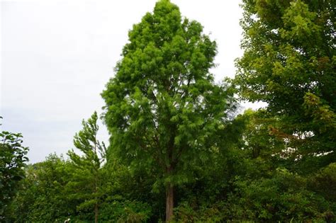 Photos Secrest Arboretum Is Alive With Natures Art