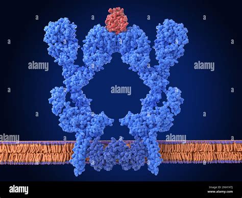 B Cell Receptor Dimer Illustration Stock Photo Alamy