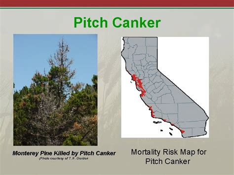 Pitch Canker Disease Gibberella Circinata Fusarium Circinatum Nirenberg
