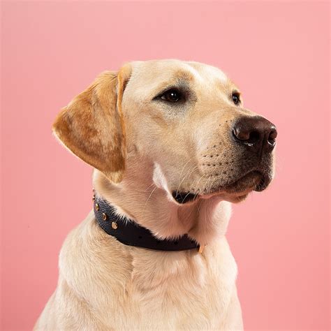 Why Does My Dog Rufus And Coco Australia
