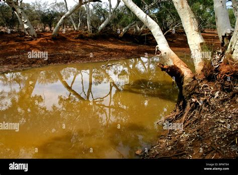 water billabong waterhole water hole eucalyptus trees northwest