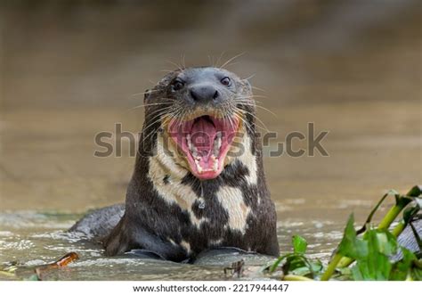 river otter wilderness river royalty  images stock