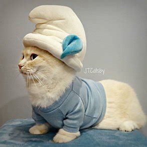 Манчкин: очаровательная кошка-такса