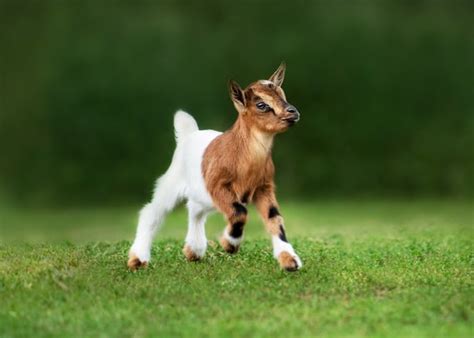 Disbudding Goats 3 Helpful Ways On How To Disbud Goats