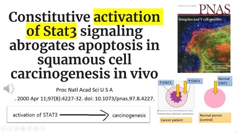 48 Activation Of Stat3 Signaling Abrogates Apoptosis In Squamous Cell Carcinogenesis In Vivo