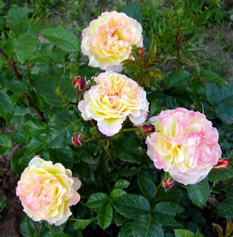 Роза Ругельда Фото И Описание – Telegraph