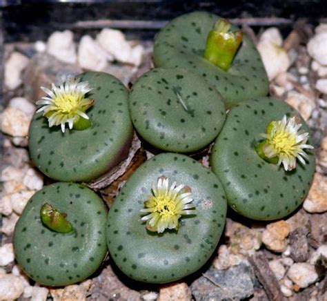 Conophytum Obcordellum Subsp Obcordellum Var Obcordellum Cr