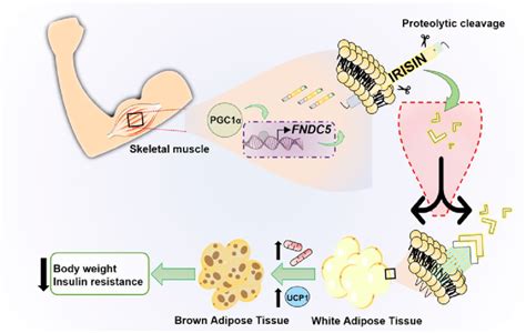 Schematic Model Of Irisin Production Through Physical Exercise