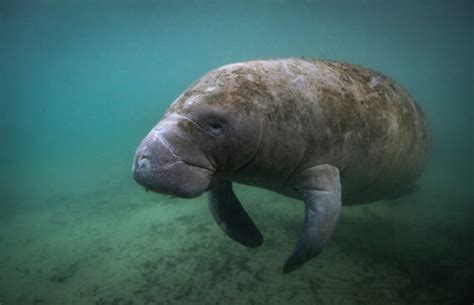 West Indian Manatee