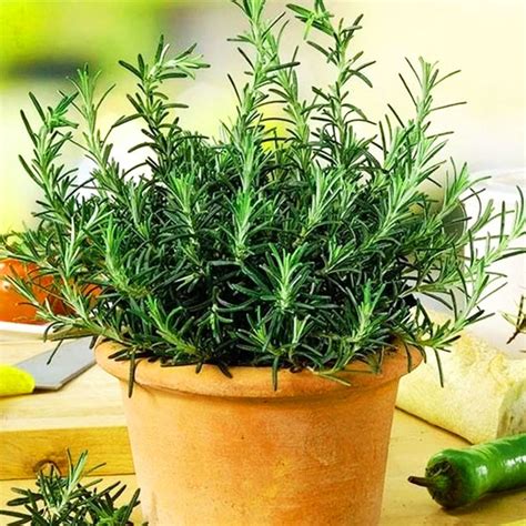 Семена за розмарин (Rosmarinus officinalis) - olele.bg