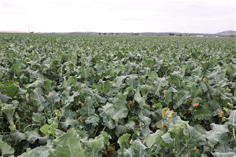 Nutrien Ag Solutions is going further for Moree | Nutrien Ag Solutions