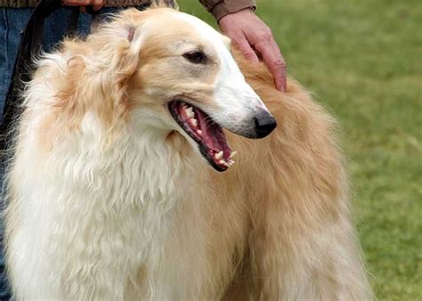 borzoi wikipedia