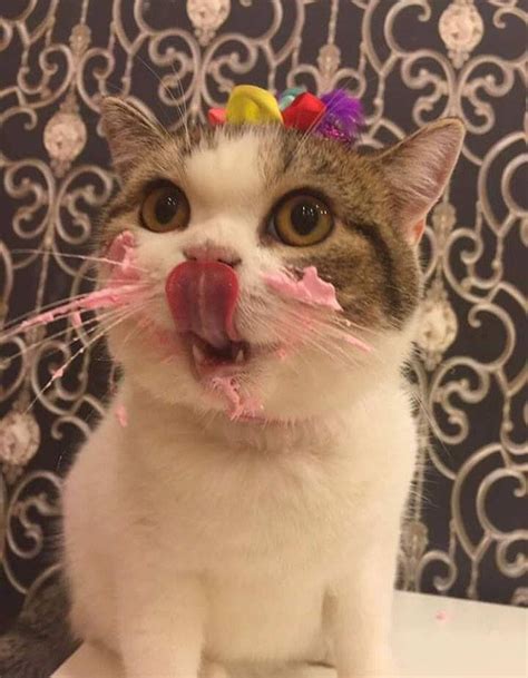 Cat Eating Cake On His Birthday Is Adorable We Love Cats And Kittens