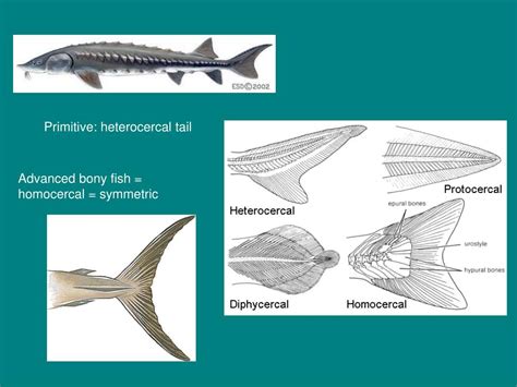evolution  fishes powerpoint
