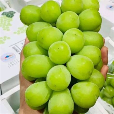 Anggur Shine Muscat Anggur Hijau Anggur Ijo Manis Kualitas Premium