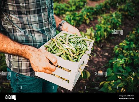 farmer harvesting green beans in garden organic farming concept Stock ...