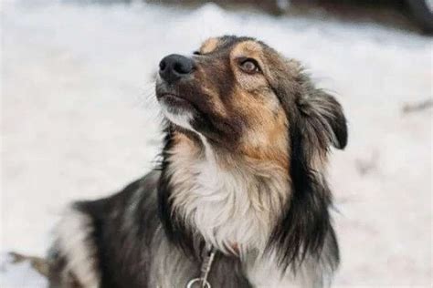 ЛОХМАТЫЙ - Лист Клевера