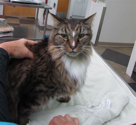 GEORGETOWN VETERINARY HOSPITAL – 53 Redding Road, Redding, Ct. 06896