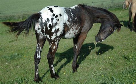 Horses Lovers: Arabian-Berber, Anglo-Luso, Appaloosa, Appaloosa Sport Horse, Appendix Quarter ...