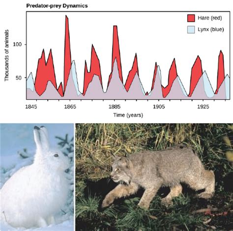 Prey And Predator Cycle