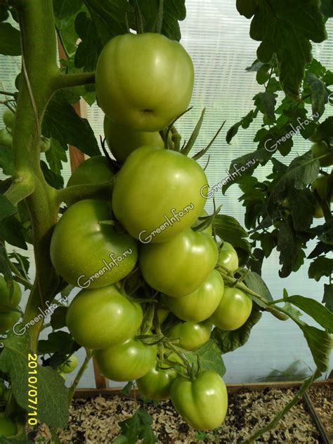 Как повысить урожай томатов путем регулирования развития