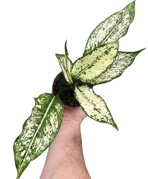 Buy Aglaonema First Diamond Houseplant Express Uk Delivery Root