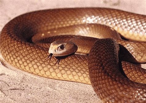 Qual Que É A Cobra Mais Venenosa Do Mundo - Quais as cobras mais venenosas do mundo? - Olhar Digital